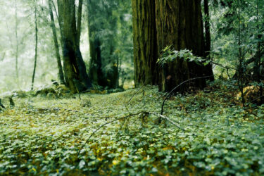 Activating Sustainability | Ep 60: California Bills: Navigating Climate Risk Uncertainties California redwood forest