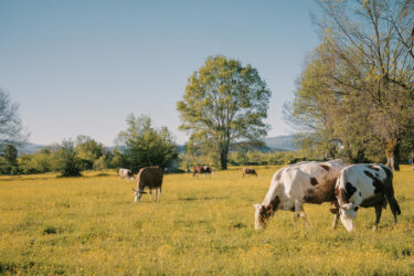 dairy cows