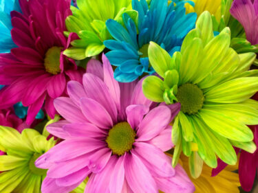 flowers in bloom