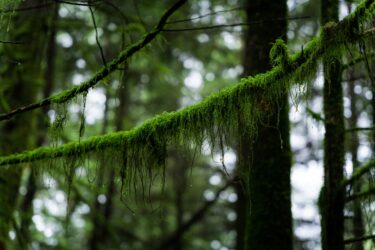 Carbon Emissions of Data Usage Increasing Forest environment