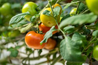 Activating Net Zero | Innovate tomatoes on a vine