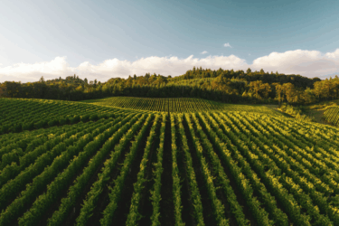 Seeding Sustainability in Agriculture Value Chains farm fields