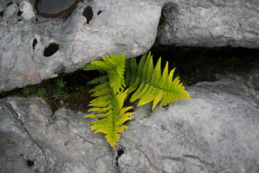 Activator Summit 2024: Unleash your Inner Behavioural Scientist ferns growing in a gap in stone