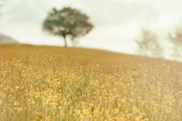 Activating Net Zero | Reduce Flower field landscape