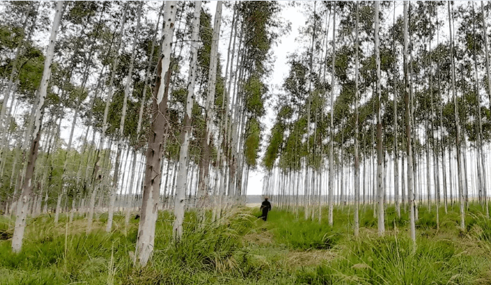 afforestation program in Paraguay