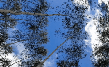 afforestation program in Paraguay