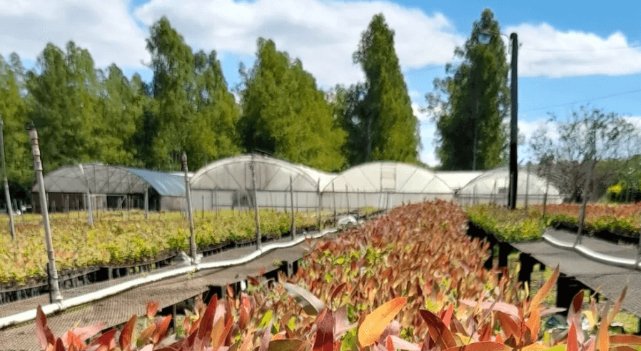 afforestation program in Paraguay