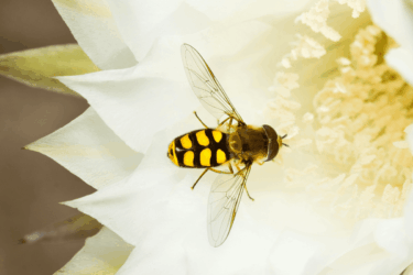 Ray Leclercq biodiversity