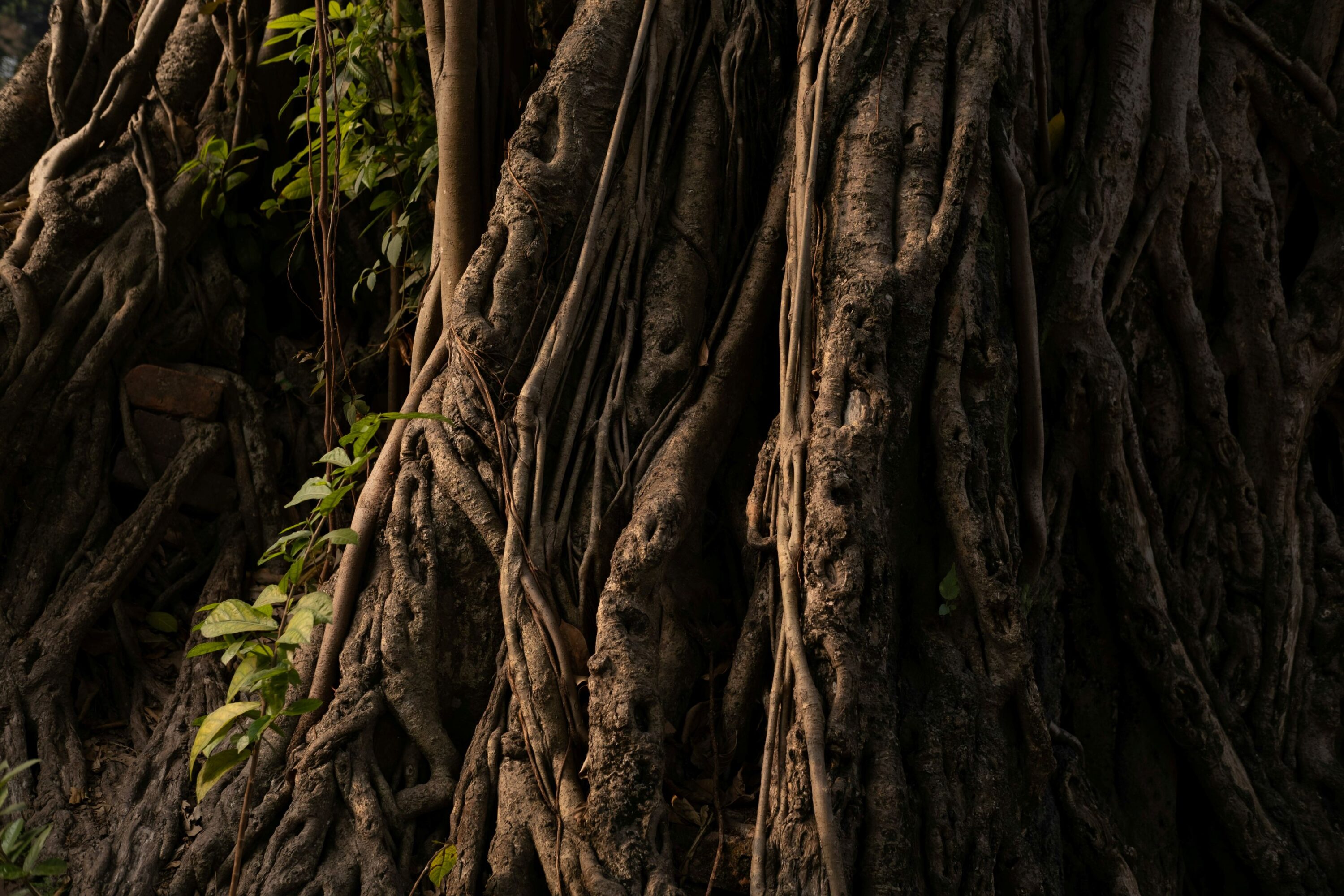tree roots and branches