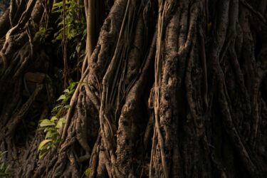 Anthesis’ Authority-Based Insetting Project Receives UK Government Funding to Accelerate Investment in Nature tree roots and branches