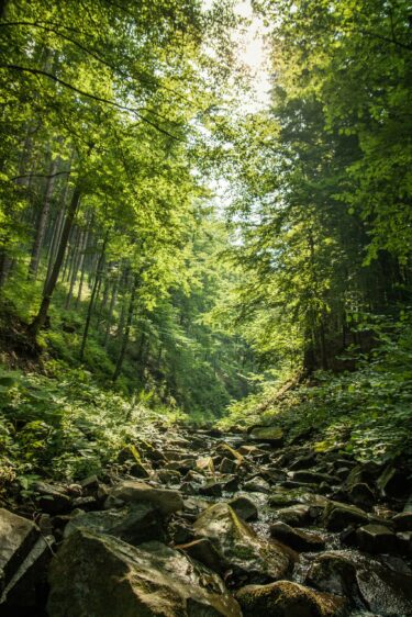 JUST IN | Activating Sustainability | Ep 39: Nature Takes a Front Seat at Climate Week NYC Forest