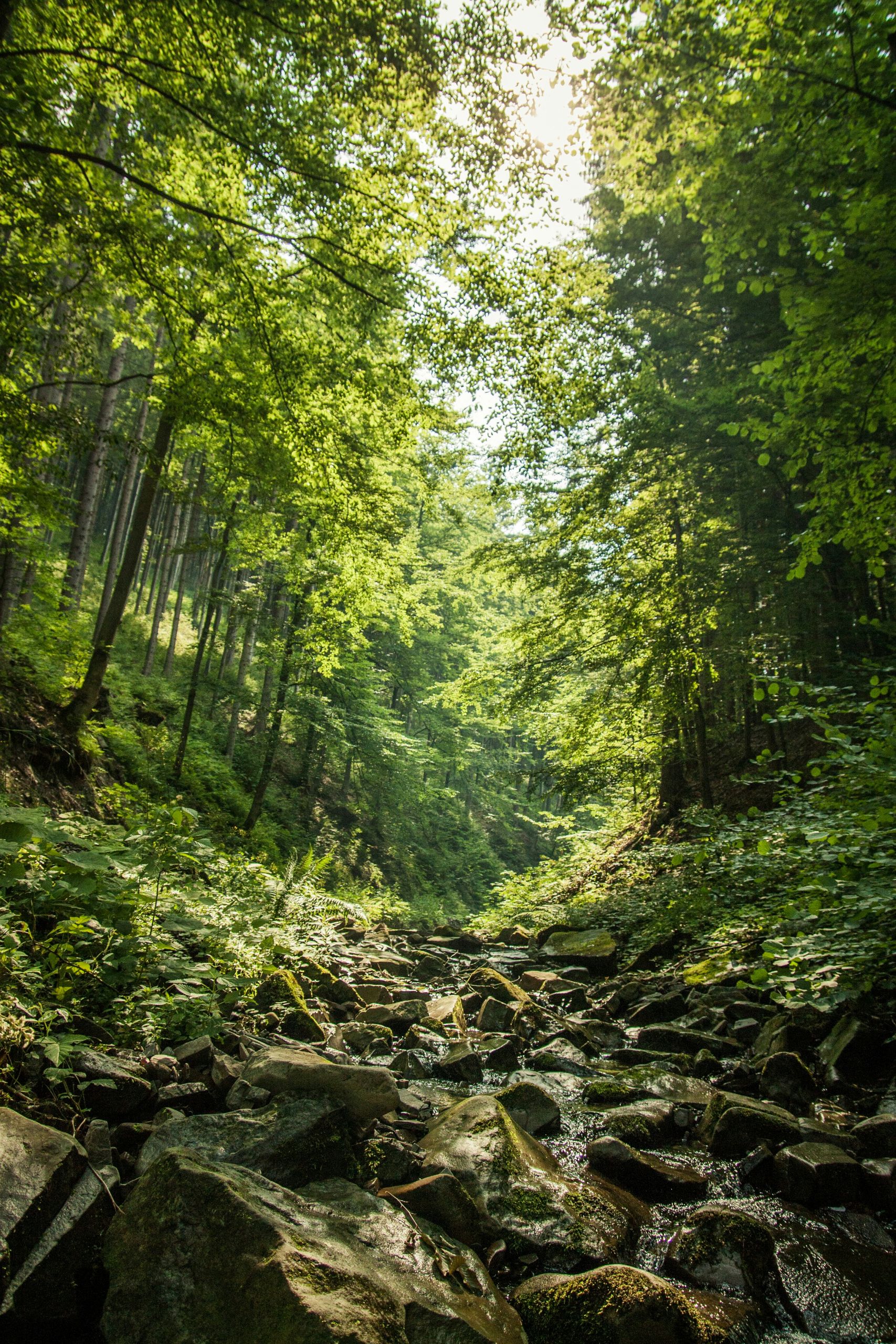 stream in forest