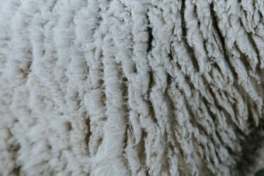 Sheep Wool