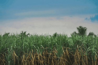sugar cane in a field