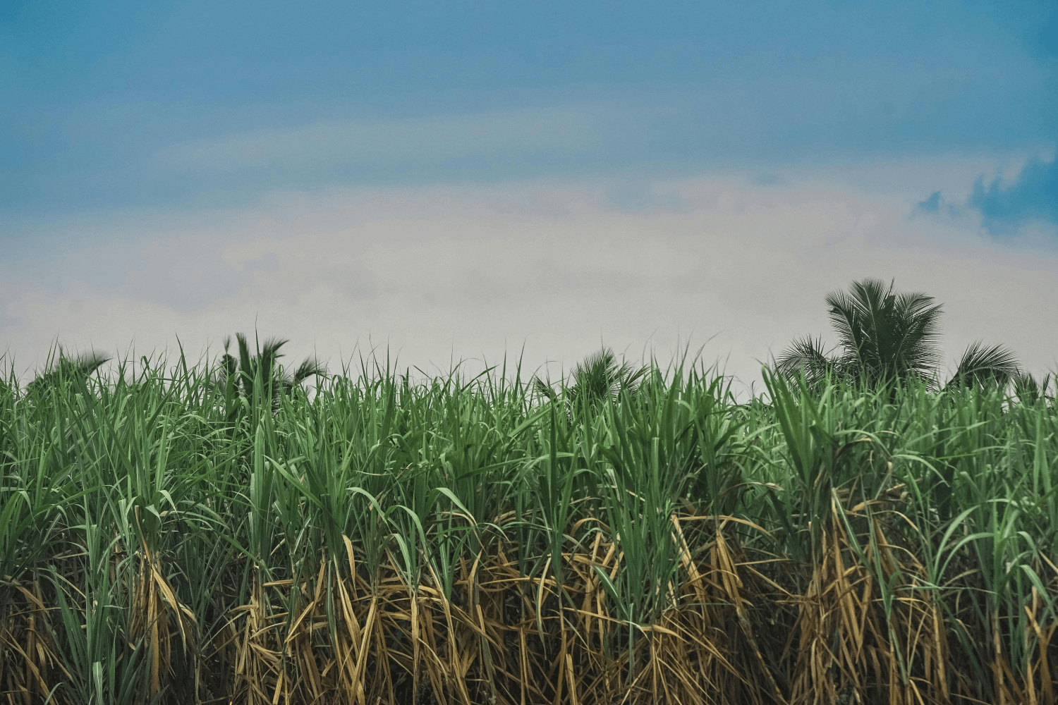 sugar cane in a field