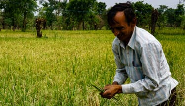 Agroforestry project in india