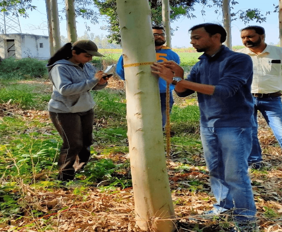 Agroforestry project in india