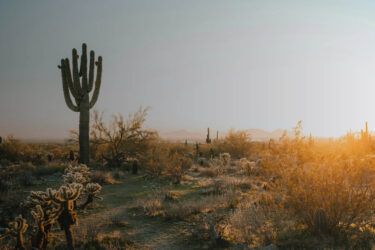 arizona desert
