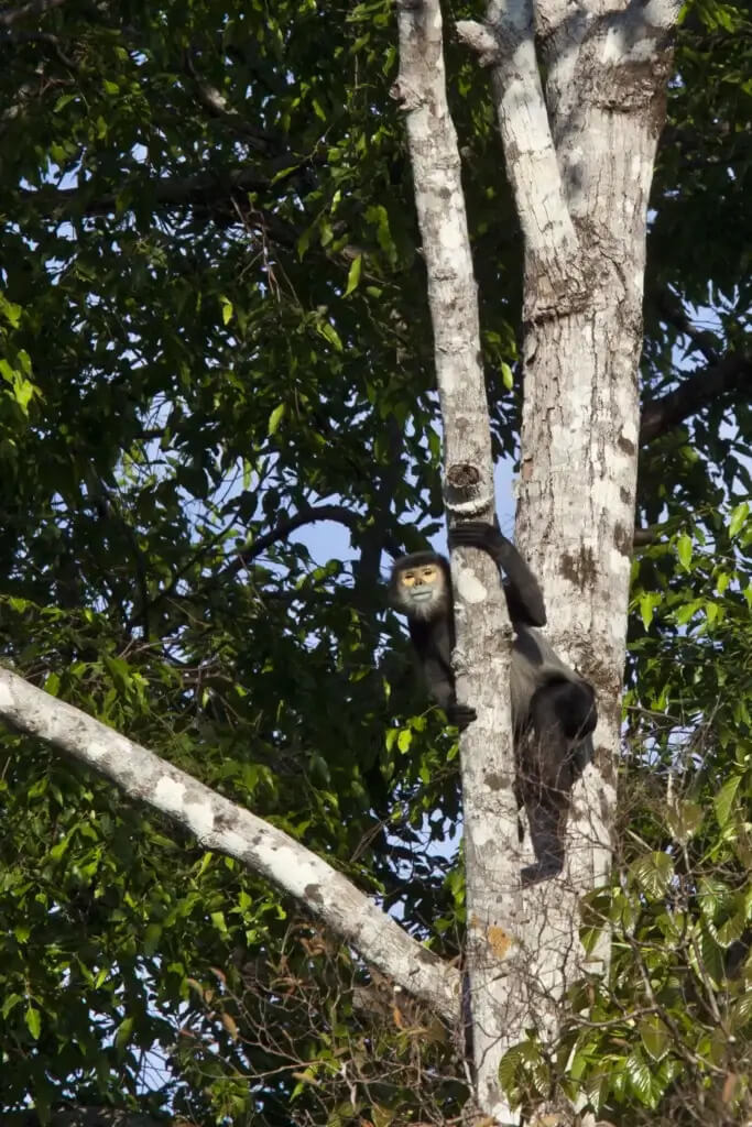 monkey in a tree