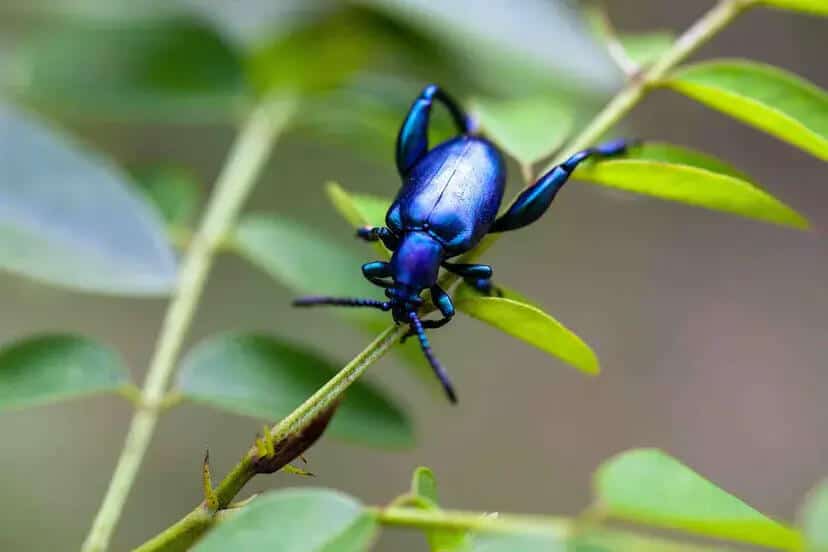 beetle on a leaf