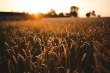Golden wheat field at sunset.