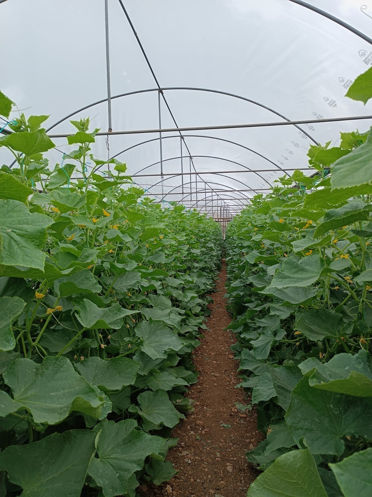 Veldo facility Turkey