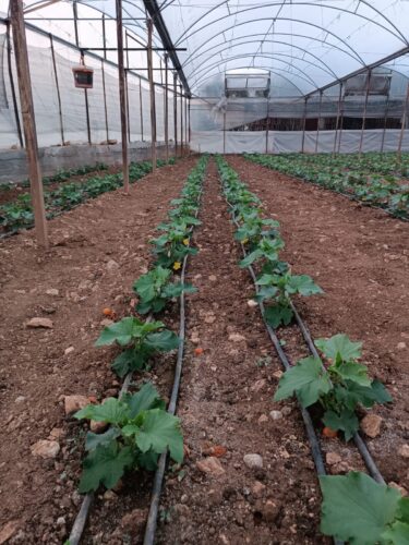 Veldo facility Turkey