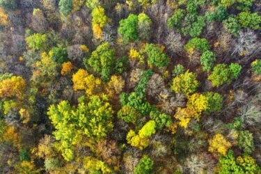 aerial view of a forest