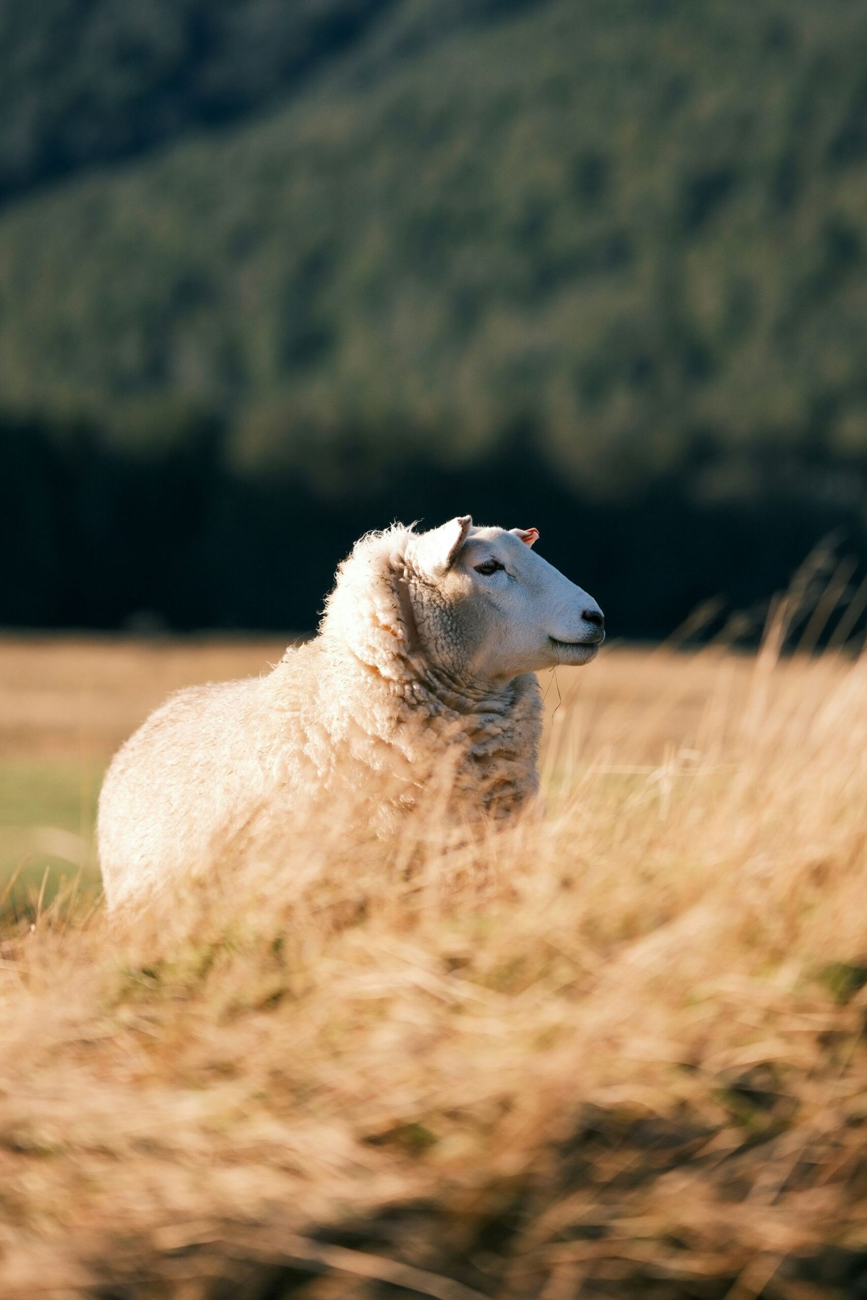 Supporting Textile Exchange in Updating its Fiber & Materials Matrix Sheep in a field