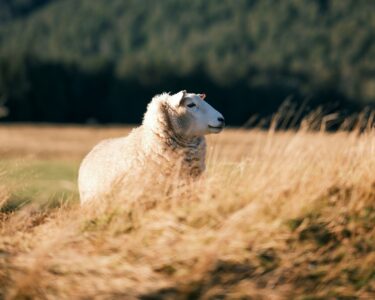 Sheep in a field
