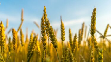 Wheat crops