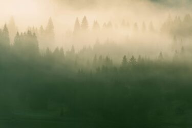 Forest landscape