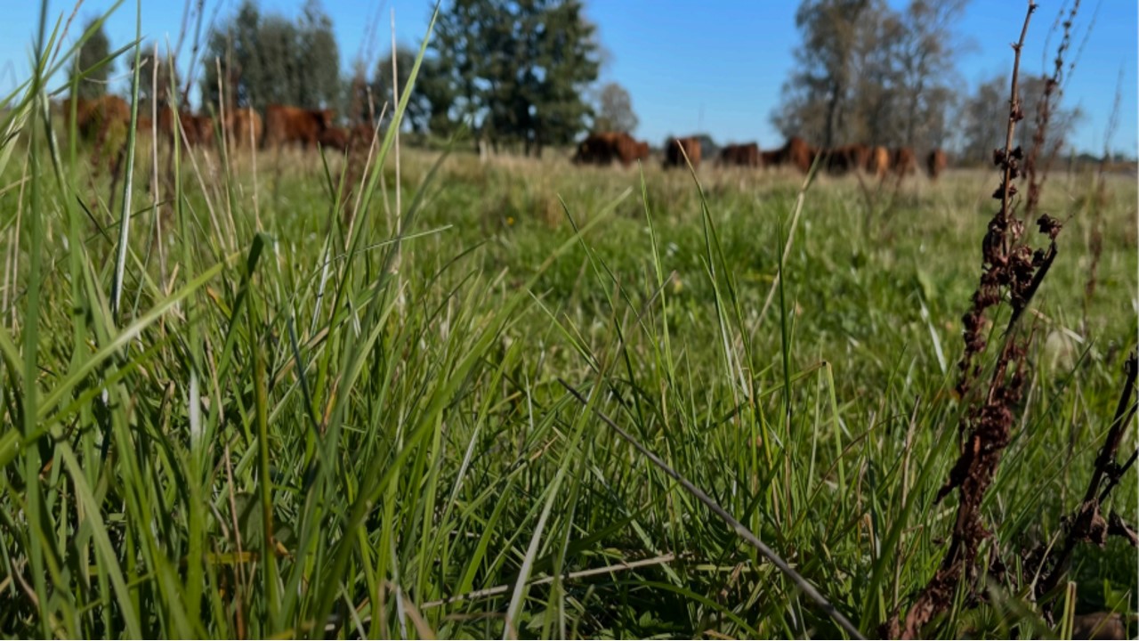 Long green grass with cows grazing in the background
