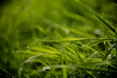 Grass field