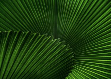 green plant texture
