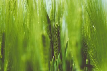wheat crop