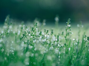 Flowers in a field