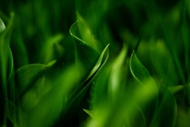Green plant texture