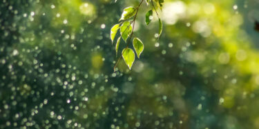 green leaf on tree hero