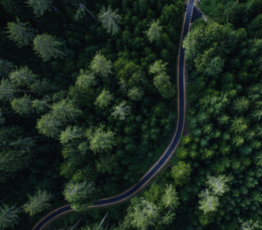 a road through the forest