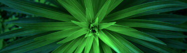 looking down on a plant