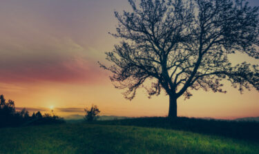 a tree in the countryside