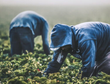 people working in a field