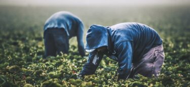 people working in a field