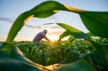 agricultural worker