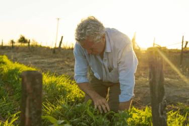 farmer in field in the sara project