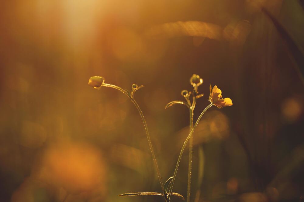 canola field