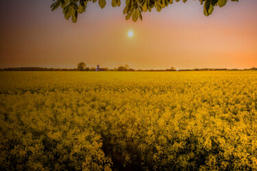 canola field