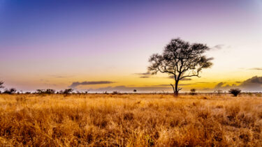 shutterstock 1024979566 1 1