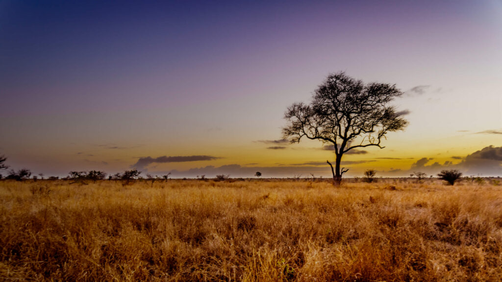 trees africa